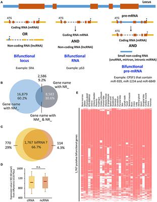 Coding and Non-coding RNAs, the Frontier Has Never Been So Blurred